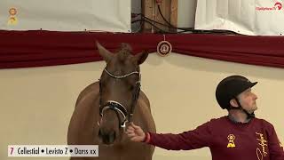 Video koně Cellvist