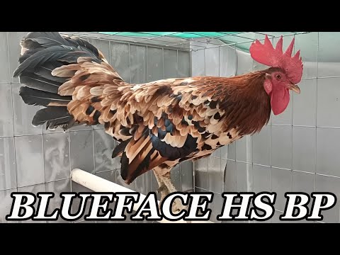 Blueface Hennie Asil YLH Rancho Burras Prietas