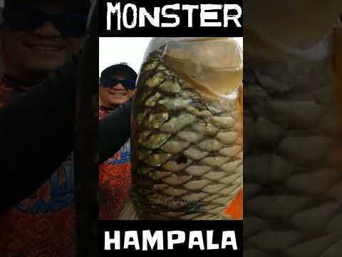 MONSTER HAMPALA #shorts