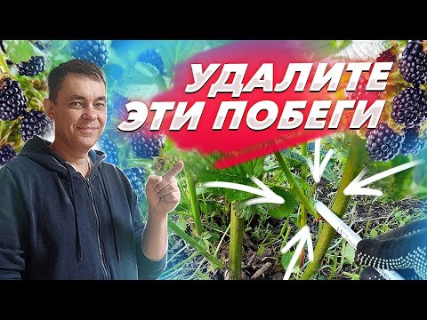 УДАЛИТЕ ЭТИ ПОБЕГИ НА ЕЖЕВИКЕ И БУДЕТ МНОГО КРУПНОЙ ЯГОДЫ / ВЫРАЩИВАНИЕ ЕЖЕВИКИ НА ДАЧЕ