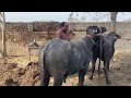 Big Buffalo Meeting First Time In Village