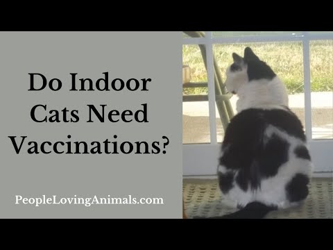 Do Indoor Cats Need Vaccinations?  What Veterinary Care Do Indoor Cats Need?