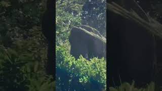 Pupy is exploring  Elephant Sanctuary Brazil &amp; embracing what has been dormant for 30 years.