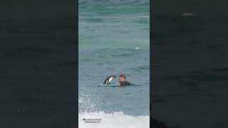 Real Life ‘Surf’s Up’ Penguin Goes Bodyboarding In South Africa