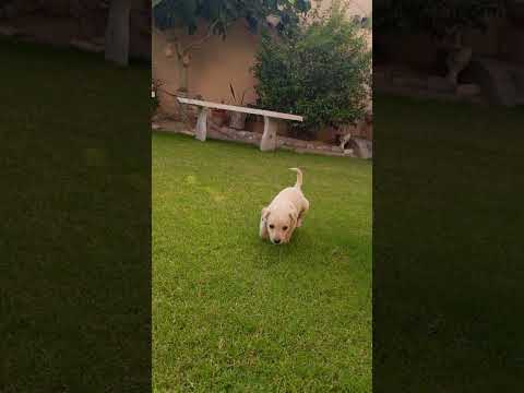 Cute little paws  #dogs #puppies #love #home #playtime #littlebaby #explore