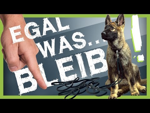 How to teach your dog to STAY (no matter what)