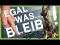 Wie Du deinem Hund BLEIB beibringst (egal was passiert)