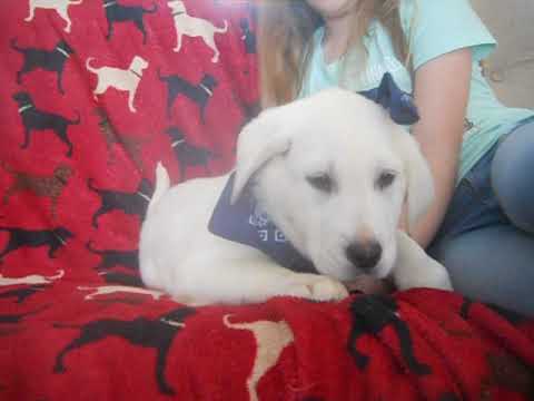 Hank at 9 weeks of age