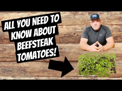 , title : 'All you Need to Know about Beefsteak  Tomatoes!'