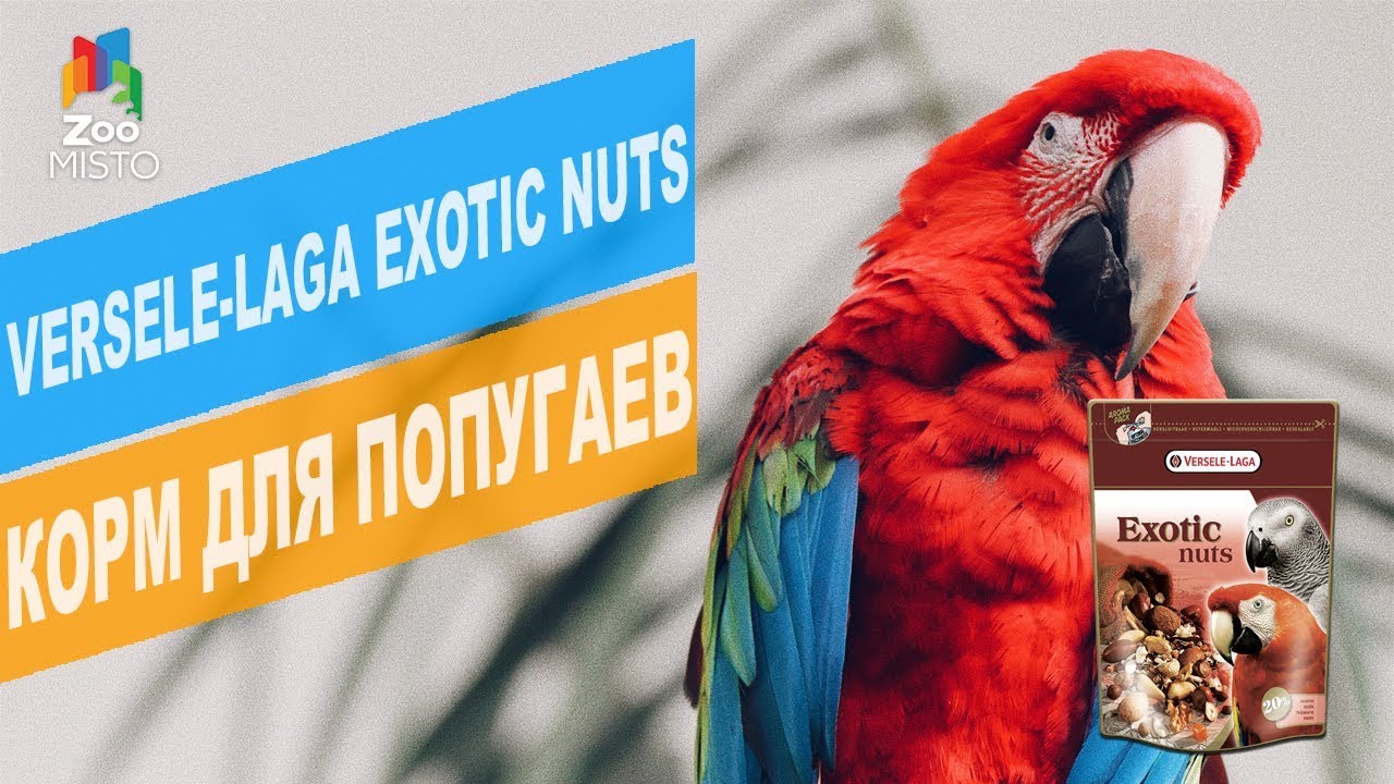 Versele-Laga Exotic Nuts корм для попугаев | Обзор Versele-Laga Exotic Nuts корм для попугаев