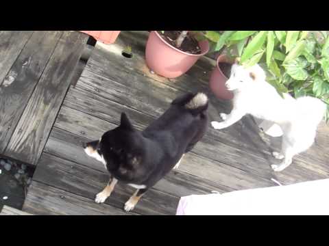 Woody 與 Mini 相處的進展(原發表者:Woody麻)(影片)