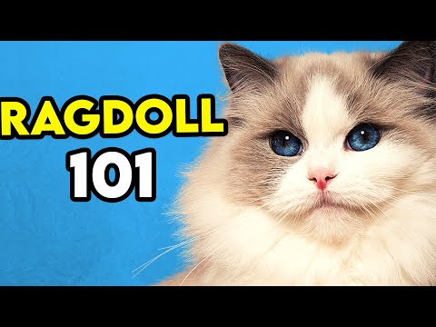 Ragdoll Cat 101 - Learn EVERYTHING About Them!