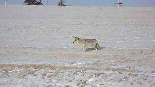 preview picture of video 'Big Brave Coyote on West Side Drive in Lethbridge Alberta.'
