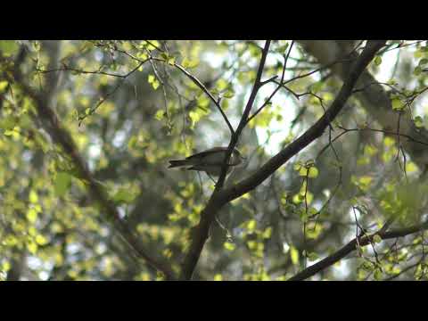 Avvikande gransångare, Skanör 27 april 2020