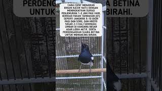 Download lagu Cara Menaikan Birahi Kacer Dengan Cepat #shorts #feedshorts mp3