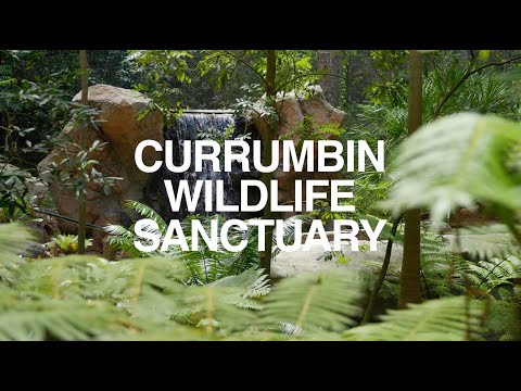 Tourism Australia x Currumbin Wildlife Sanctuary