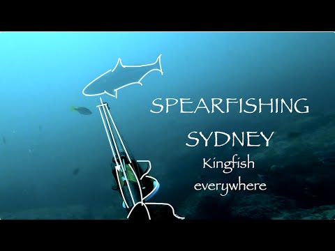 CLEAR WATER and KINGFISH SYDNEY SPEARFISHING