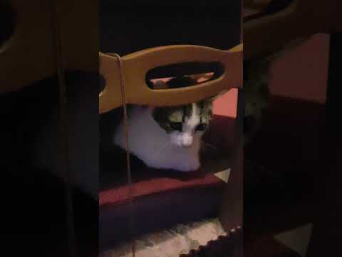 Titty in sala #cat #cats #funnycat #gatti #gattini #gattidivertenti