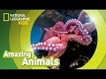 Giant Pacific Octopus 🐙 | Amazing Animals