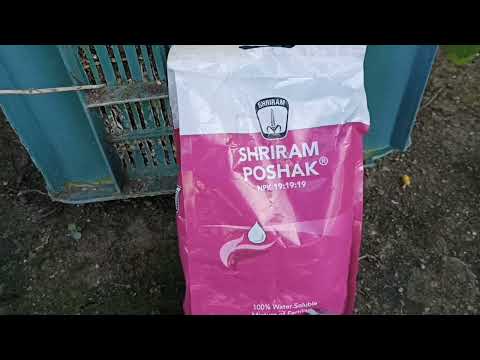 hydrophonic farming Mai N.P.K 19:19:19 कितना जरूरी हैं जानिए 🤔..!#hydroponics #hydroponic