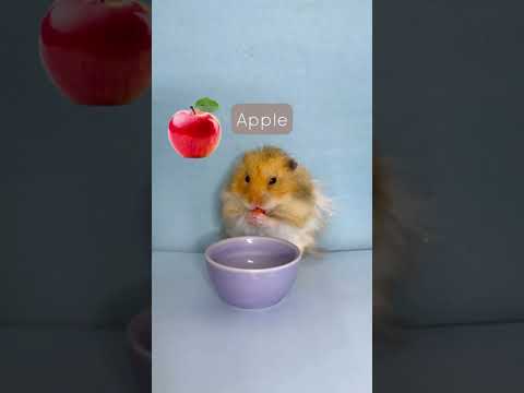 What Fruits Are Safe to Feed Your Hamster | Hamster Diet | Safe Foods to Feed Hamsters | Pet Care