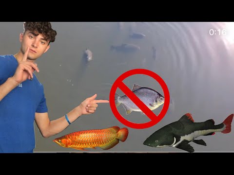 Why You SHOULDNT Release EXOTIC Fish!