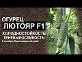 Огурец Лютояр F1. Холодностойкость. Теневыносливость.