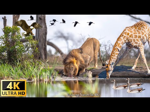 Wildlife Nature in