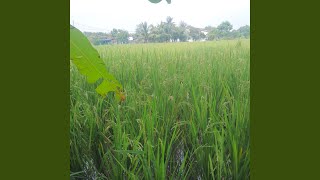 Download lagu Pergi Tinggalkan Aku mp3