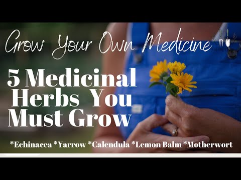 Grow Your Own Medicine: 5 Medicinal Herbs You Must Grow