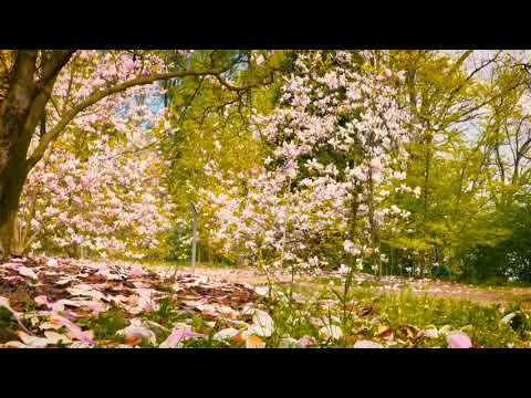 Sleeping Relaxing video |Nature |music