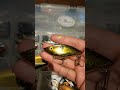 Video Thumbnail for Golden Cotton Cordell Lipless ??#short #fishing #fishinglures #subscribe #shorts
