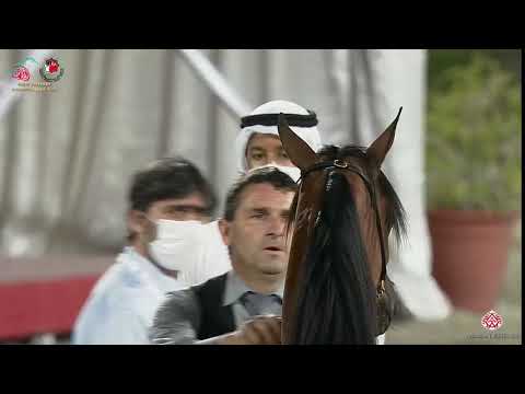 N 89 AJ ALULA   Emirates Arabian Horse Breeders Championship 2021   Yearling Fillies Class 1F