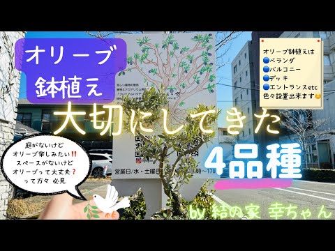 olivier en pot buis-taillés-décoration-balcon-ville