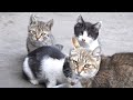 Sweet Kittens With Kind Mother Cat