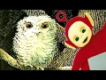 Teletubbies Owl Babies 113 Videos For Kids