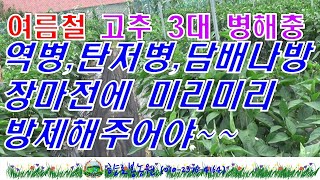 여름철 고추 3대 병충해 예방하기