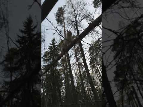 Kissat ulkoilevat huhtikuu 2019