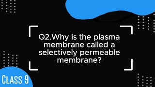 NCERT Class 9 Science Chapter 5|| Why is the plasma membrane called a selectively permeable membrane