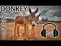 30 DONKEY SOUNDS What Sound Does A Donkey Make