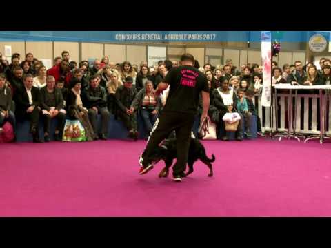 Voir la vidéo : Ring Canins du 05 mars 2017, partie 4