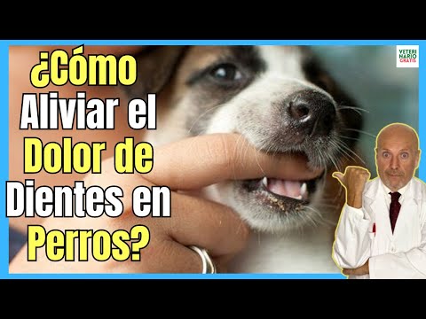 🔴 HOW TO RELIEVE TOOTHACHE IN PUPPIES AND ADULT DOGS? 🔴