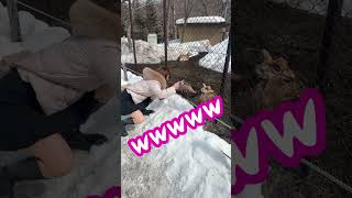 エゾシカとどうしても自撮りしたい先輩 #shorts