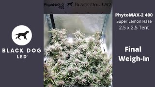 PhytoMAX-2 400 l Grow Along l Super Lemon Haze | 2.5x2.5 Tent l Final Weigh-In