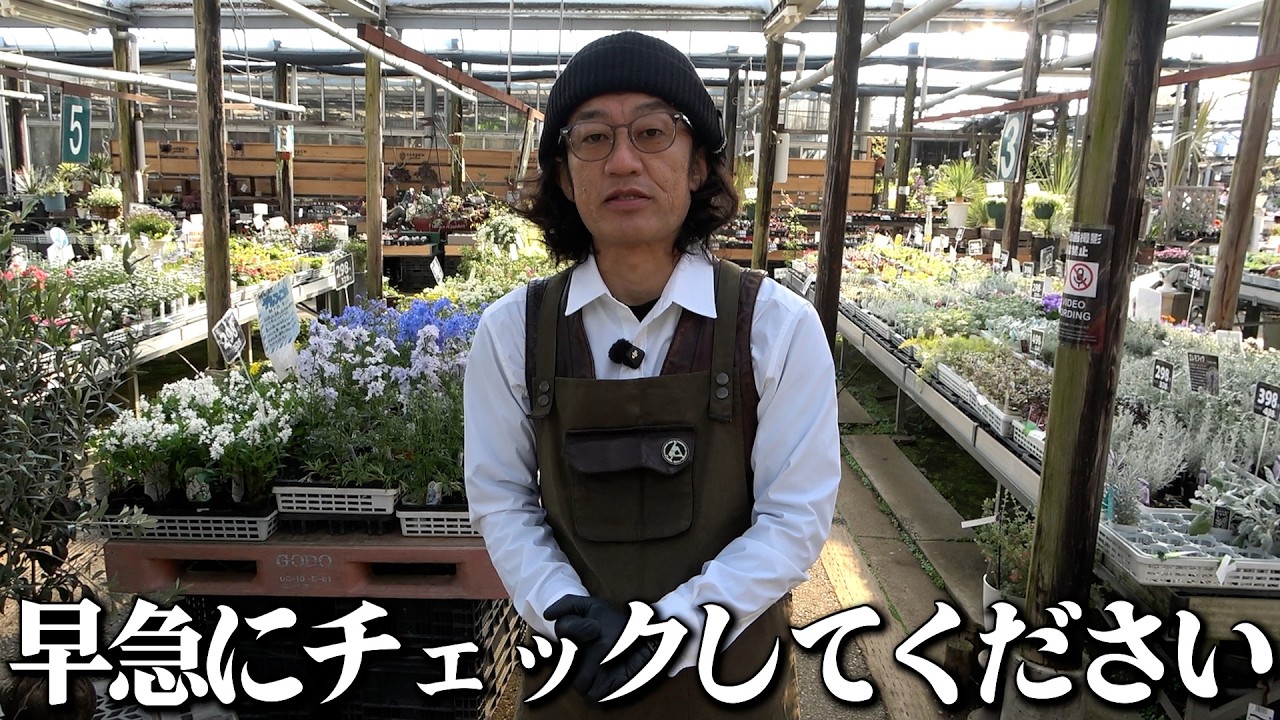 ギリギリまだ間に合います【カーメン君】【園芸】【ガーデニング】