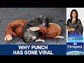 Meet Punch The Baby Monkey The Internet Adopted Vantage With Palki Sharma N18G