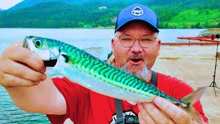 Non-Stop Wharf Mackerel Action