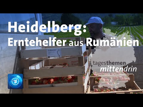 Heidelberg: Erntehelfer aus Rumänien | tagesthemen mittendrin