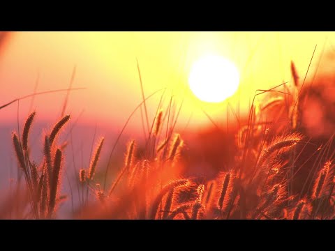 O Mio Babbino Caro  -  BBC Concert Orchestra