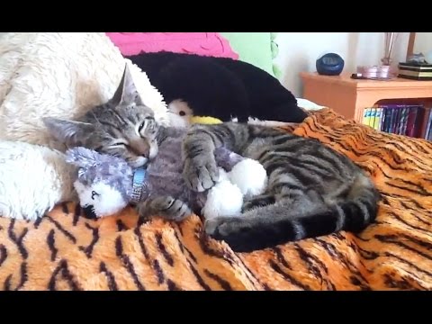 חתולים חמודים מתכרבלים עם בובות